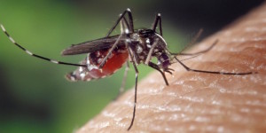 ¡ALERTA-El-virus-zika-puede-llegar-a-Venezuela.-NoticiasSOS