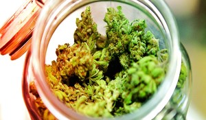 cannabis