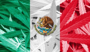 mexico-marihuana