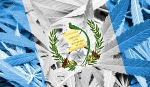 37665155-Guatemala-Flag-on-cannabis-background-Drug-policy-Legalization-of-marijuana-Stock-Photo