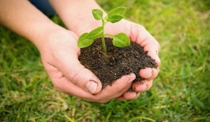 agricultura