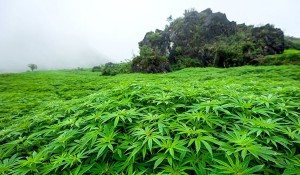 marihuana