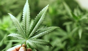 marijuan