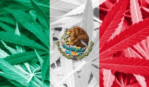 mexico-marihuana