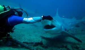 tiburones-cuba