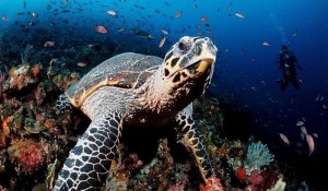 Atlantic-Turtle