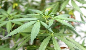 ganja