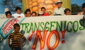transgénicos