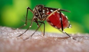 zika.jpg_1718483346