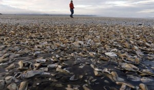 160511113613_chile_chiloe_bloqueo_protestas_marea_roja_contaminacion_624x415_epa