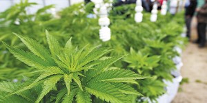 Visitan los cultivos de marihuana de uso terapeutico,