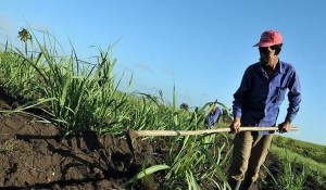 Debatiran-Panama-cambios-alimentacion-agricultura_959614215_12640370_667x375