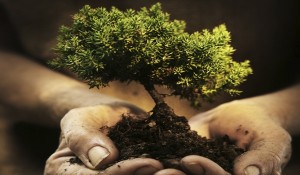 tree-in-hand