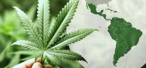 america latina cannabis