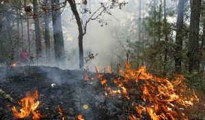 Forestal-2-41-1024x576