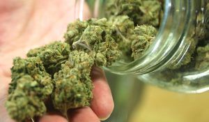 legalisierung-cannabis