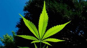 marihuana