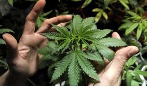 Sociedad-Cannabis-Ciudadanos-Salud_195242140_29585929_1706x960