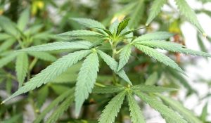 cannabis-plant