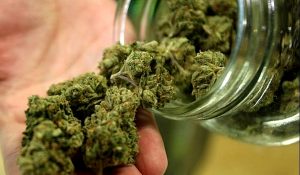 marihuana-1
