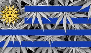 LEGAL-Cannabis-in-apotheek-Uruguay