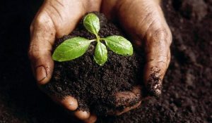 agroecologia (1)
