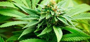 cannabis