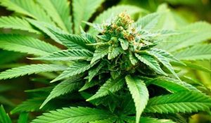 cannabis