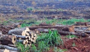 deforestacion