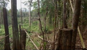Acuerdo para detener las extracciones de madera en la reserva Indio Maíz en Nicaragua