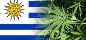 ahora-puedes-fumar-marihuana-legal-en-clubes-de-uruguay-5169_XL
