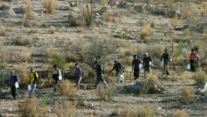 mex coyotes