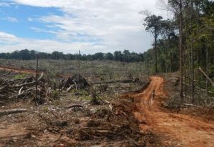 DeforestacionPeru