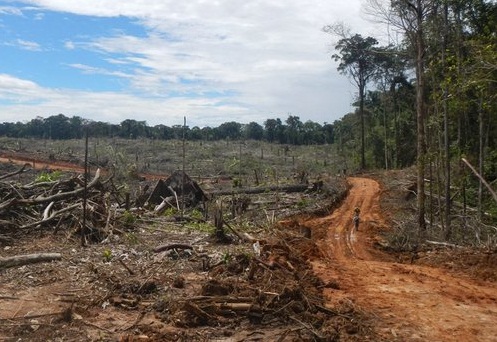 La Gran Deforestacion Latinoamericana Nodal
