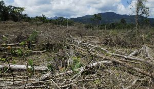 Honduras-CORTESIA-ROBERT-HYMAN-SCIENCE_LNCIMA20140131_0020_5