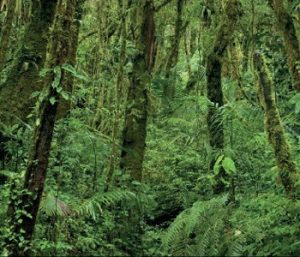selva tropical