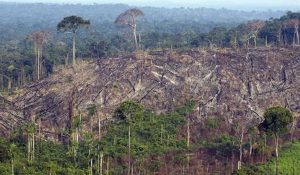 Amazonas + deforestación