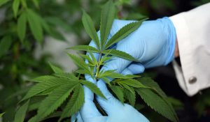 Cannabis
