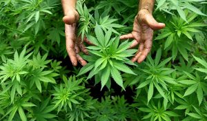 cannabis