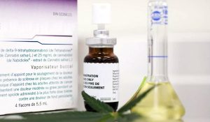 cannabis-marihuana
