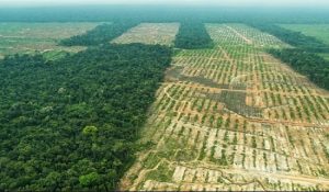 deforestacion peru perú
