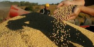 soja agronegocio