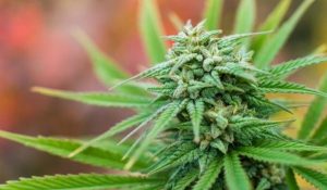 cannabis