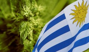 cannabis-uruguay