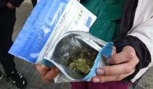 cannabis-uruguay
