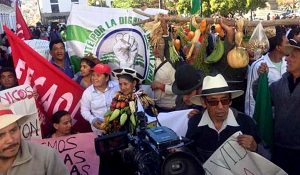 ecuador + manifestación por semilla transgénica