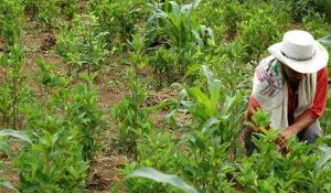 cultivos de coca