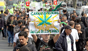 noticia-cannabis