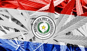 paraugay-cannabis