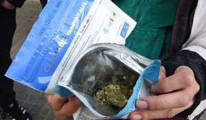 cannabis-uruguay